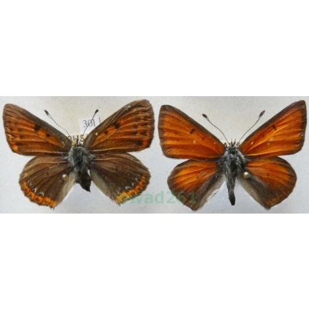 Lycaena hippothoe (Linnaeus, 1761) pair Czerwończyk płomieniec Czech30l